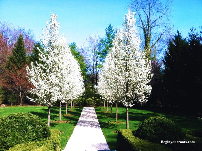 Grounds Maintenance: Flowering Pear Trees 